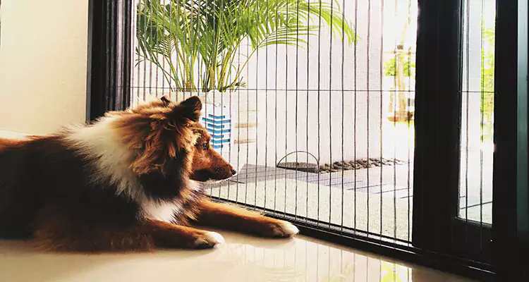 Sliding Screen Pet Door Repair in Pleasant Hill, CA