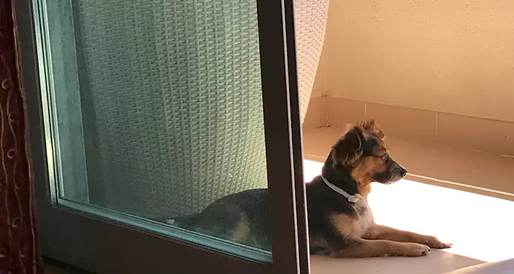 French Door Pet Screen Repair in Pleasant Hill, CA